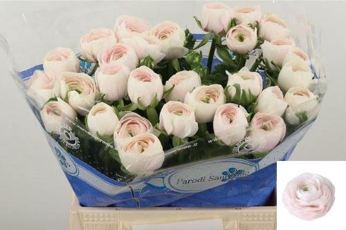 Ranunculus asiaticus Succes Hanoi