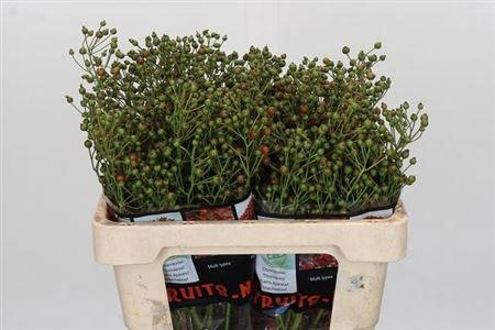Rosa Autumn Rosefruits