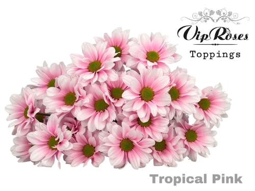 Chrysanthemum (Indicum Grp) tros Kennedy kleurbehandeld H%