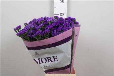 Limonium sinuatum Navy Sun Birds