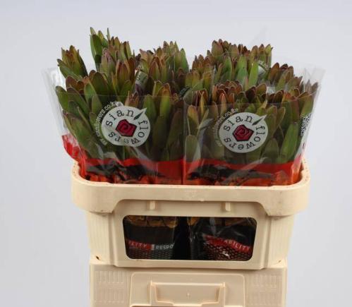 Leucadendron 'Safari Goldstrike'