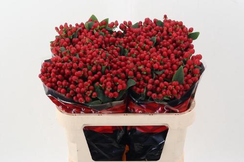 Hypericum androsaemum True Romance