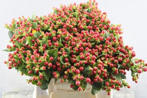 Hypericum androsaemum Tomato Flair