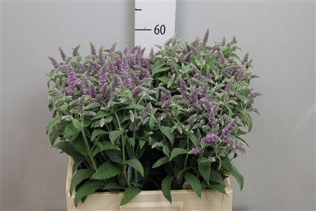 Mentha 'Silver Queen'