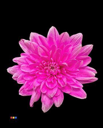 Chrysanthemum Indicum Grp tros kas kleurbehandeld H%
