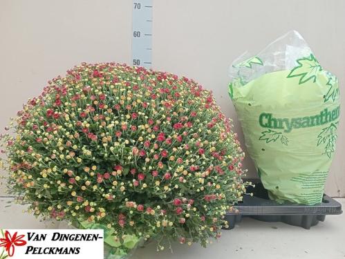Alstroemeria 'Davos'