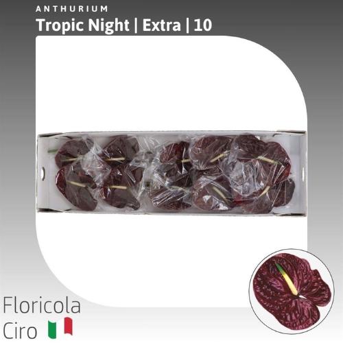 Anthurium Andreanum Grp Tropic Night