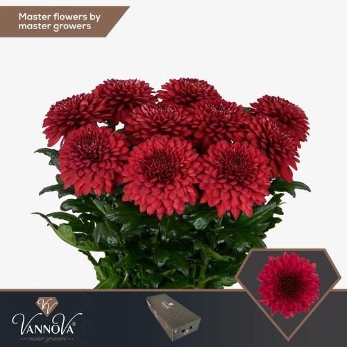 Chrysanthemum (Indicum Grp) geplozen Lamira Red