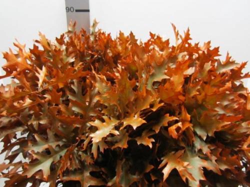 Quercus palustris kleurbehandeld H%