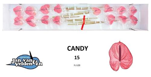 Anthurium Andreanum Grp Candy