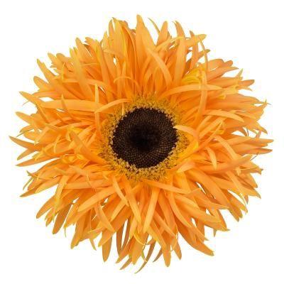 Gerbera grootbloemig spinvormig Spider Bambu