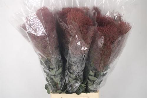 Cotinus coggygria Magical Torch