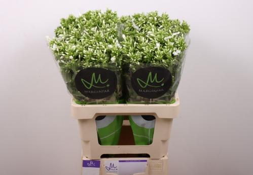 Phlox Paniculata Grp Icecap