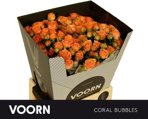 Rosa tros Coral Bubbles