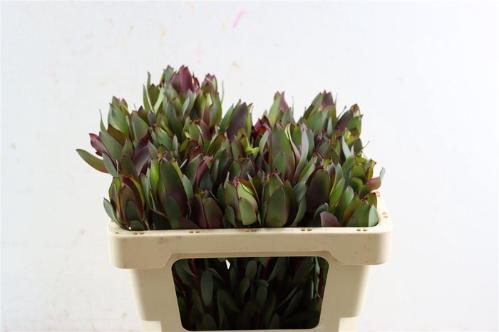 Leucadendron 'Safari Sunset'