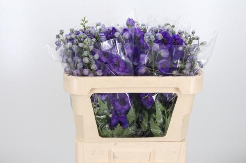 Delphinium Elatum Grp dubbelbloemig 'Delphi's Jewel'