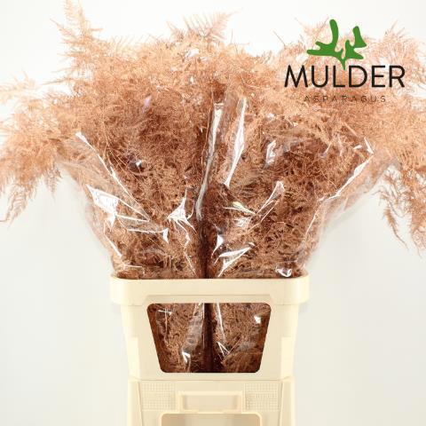 Asparagus overig kleurbehandeld H%