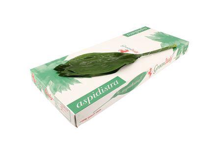 Aspidistra elatior per bos