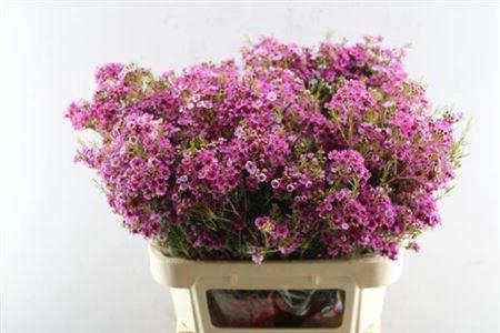 Chamelaucium 'Happy Days'