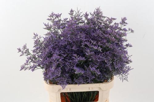 Limonium Safora Classic Blue