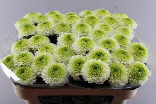 Chrysanthemum (Indicum Grp) geplozen Alibaba