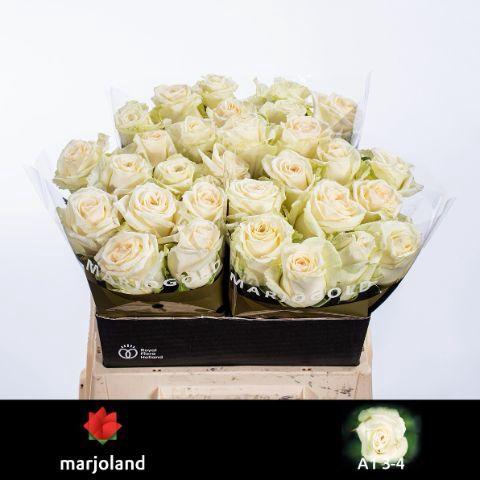 Rosa grootbloemig Dolomiti