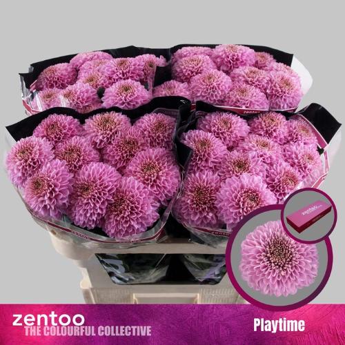 Chrysanthemum (Indicum Grp) geplozen Playtime