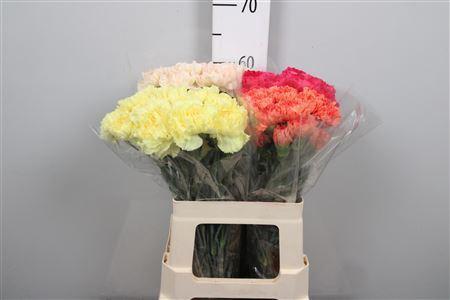 Dianthus standaard gemengd