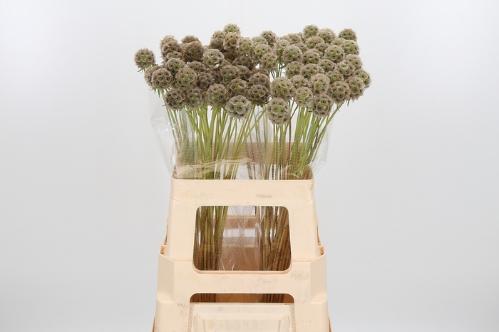 Scabiosa stellata ( zaaddoos)