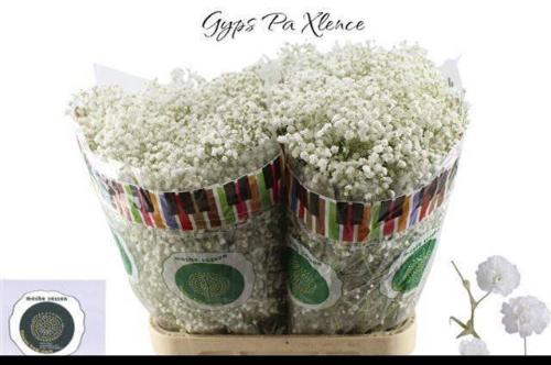 Gypsophila paniculata Xlence