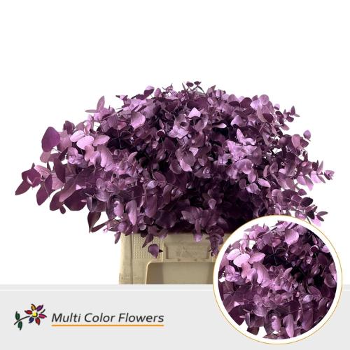 Eucalyptus cinerea kleurbehandeld per bos H%