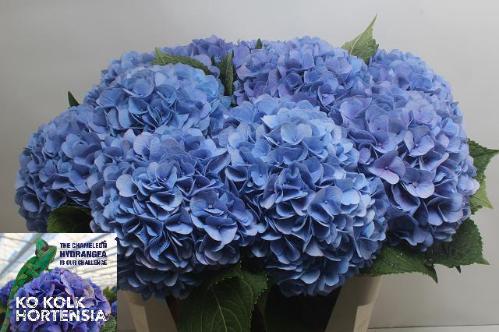 Hydrangea macrophylla 'Hilde Moorhof'