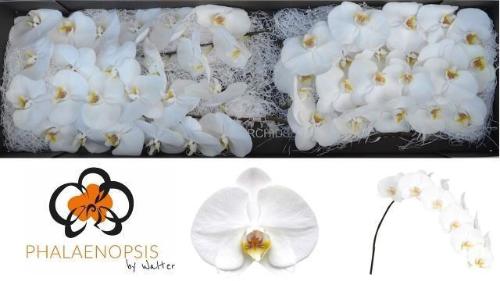 Phalaenopsis per bloem 'Sensation White'
