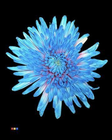 Chrysanthemum (Indicum Grp) geplozen Topspin kleurbehandeld H%