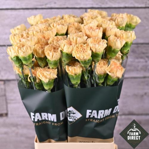 Dianthus standaard 'Crimea'