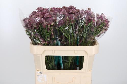 Astrantia major 'Roma'