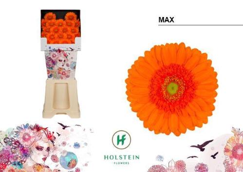 Gerbera mini Max