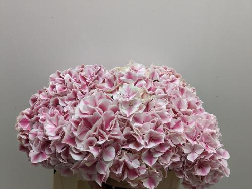 Hydrangea macrophylla 'Sunsation'