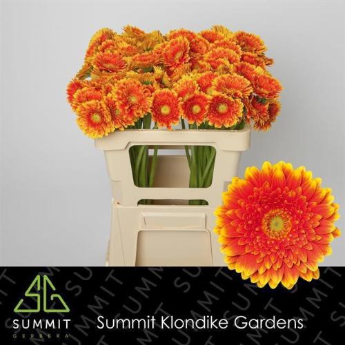 Gerbera mini 'Franky'