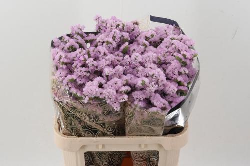 Limonium sinuatum Sunday Pink
