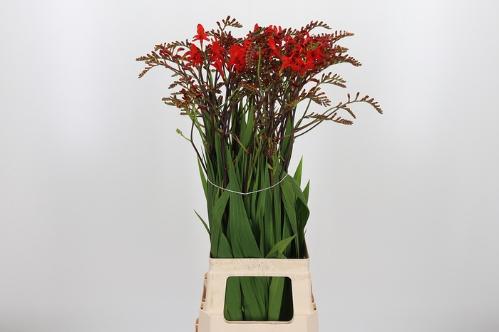 Crocosmia 'Lucifer'