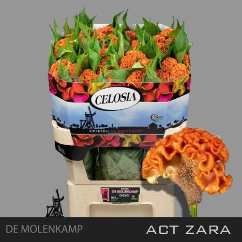 Celosia argentea (Cristata Grp) 'Act Zara'
