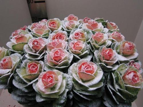 Brassica oleracea kleurbehandeld H%