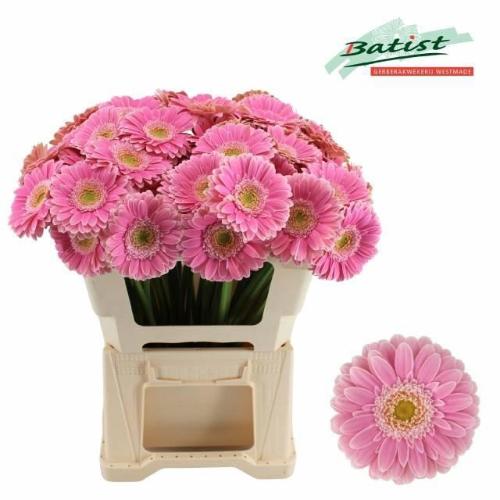 Gerbera mini Rosamunde