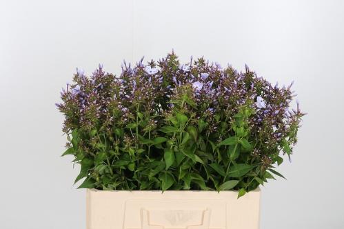 Phlox Paniculata Grp Miss Lolita