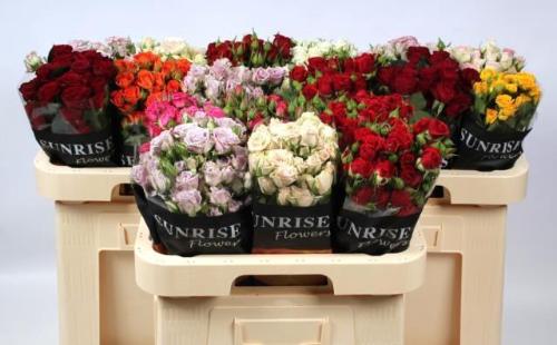 Rosa tros gemengd in fust