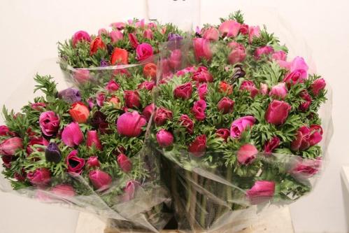 Anemone coronaria Marianne Orchid