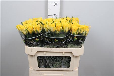 Rosa grootbloemig Moonwalk