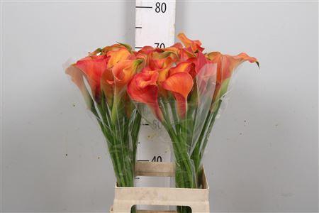 Zantedeschia 'Sunset Passion'