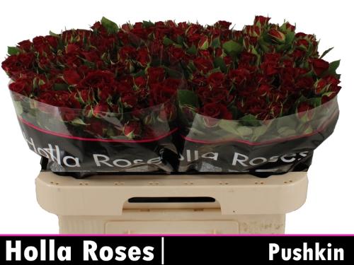 Rosa tros Pushkin